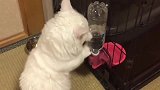 猫咪喝完水就搞破坏，白猫：看本喵小拳拳暴击！