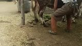 小牛我也是个小宝宝，我也要抱抱！
