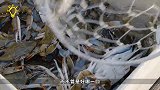 “蟹肉”是怎样加工的？视频记录全过程，网友：难怪那么贵！