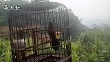 主人抬笼，亲人画眉鸟昂头大叫，这只画眉鸟你给几分？