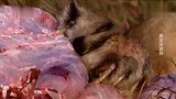 鬣狗为了养育孩子，抢夺三只母狮的猎物