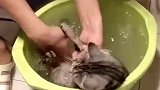 猫：铲屎的快放开我，我不洗澡，我身上干净着呢！