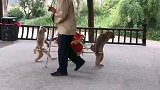 猴子抬花桥