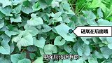 连孕产妇都爱的“蔬菜皇后”红薯叶，吃哪特别好？如何采摘选择？