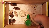 芦丁鸡孵化18天不出壳，打开看看里面是什么样的