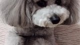 昨天拉架去了，也没拉明白