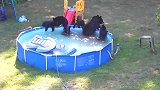 男子刚安好游泳池，转身一看傻眼了，六头黑熊正在泡澡