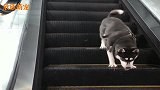主人把哈士奇扔在电梯上，下一幕真是太搞笑了