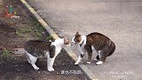 俩猫打架打累了,还谁也不服谁,开口就骂,网友：猫语10级