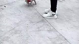 男子挑逗小奶狗被追得手舞足蹈，长得不大脾气还不小