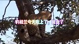 这波操作牛了，豹桂兰从天而降