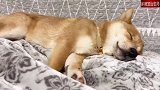 这柴犬睡得也真香啊，失眠单身狗表示好羡慕！