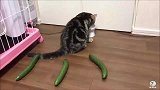 狸花猫这是公猫当然不怕，母猫才怕黄瓜