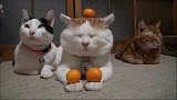 三只淡定猫咪听见主人放屁时的反应，要把我笑坏了