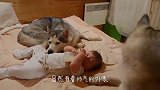 作死二哈隔着围栏挑衅麝牛，当麝牛被激怒后，请憋住别笑！