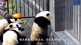 熊猫宝宝打妈妈，结果被熊猫妈妈摁着一顿揍，场面笑翻了