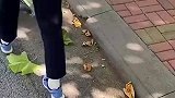 男子用落叶，为妻子做了一束金色玫瑰
