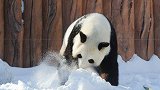 四川熊猫初次见到沈阳大雪懵圈了 饲养员：愣了好久后才开始撒欢