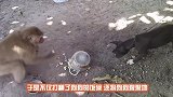 猴子被猫扇一巴掌，下一波操作让猴子“服”镜头记录搞笑过程