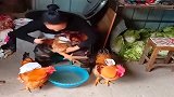 大姐给鸡洗脚就算了，旁边的两只鸡，为什么这么配合