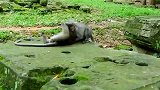 实拍：猴子不打不相识