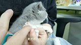 给猫咪剪指甲，还被电了一下，你有过这样子的经历吗？