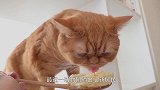 这只猫咪有可爱的招风耳，但它可不好惹，镜头记录全程