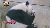 熊猫囡囡开启吃货模式，吃完苹果吃窝头，胖嘟嘟的好萌呀！