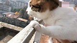 狸花猫：你把我放这么高还不扶着我，是不是真的不担心我掉下去啊