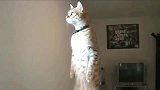 狸花猫：老是坐着对腰不好，要时不时的站起来观望观望！