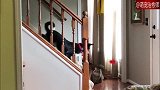 狗狗在楼梯上玩接抛球，猫咪在一旁看着，狗：我根本就不带你玩！