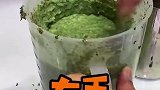 铲屎官能有什么坏心眼呢？猫咪：就你最坏！