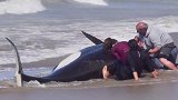 游客在海滩上发现庞然大物,拼命的把它往水里拖，他们在干什么？