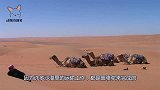 骆驼为什么喜欢吃仙人掌男子切开仙人掌，找到了答案！
