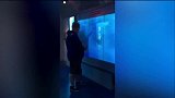 爆新鲜-20171031-虚拟大白鲨“撞裂”鱼缸 男子被吓到跌坐地上