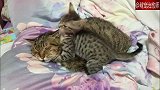 猫妈妈在睡觉，而小猫咪不停的捣乱，猫妈：烦死了，又没办法！