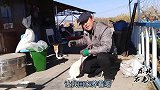 帮忙送养两条不要钱的狗 ，竟然有意外收获 ，好喜欢
