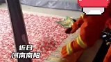 黄鼠狼钻进被窝不走，六旬老太求助消防员