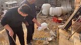 歪脖子树你可能见过，老家这歪脖子兔你不一定见过，土生土长的