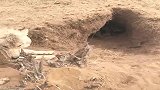 野外遇到两只野狼，其中一个十分凶猛，根本不敢靠近！