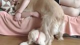 金毛狠起来连自己崽子都要嫉妒