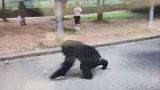 安徽野生动物园一只大黑猩猩脱逃：被封堵园内 市民全部疏散