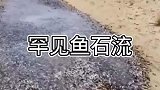 水里玩够了，来陆地上玩玩