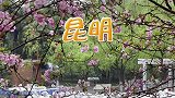 昆明不止有滇池，3月还有两个绝美的人间花海，世外桃源值得一去