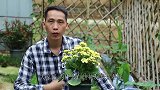 长寿花难养出枝繁叶茂，开花多？用点“它”，颗颗茂盛，花开爆盆