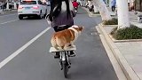 小姐姐花式遛狗，狗狗在后座如履平地