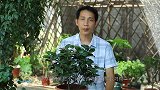 三件事做错了，茶花“花芽变叶芽”，开花要等下一年