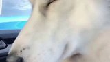 一路上就是这样睡的