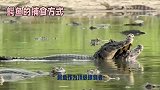 鳄鱼作为顶食捕猎者，看看他的捕食方式吧