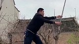 小伙采香椿的操作，要是被老太太看到，免不了一顿臭骂
